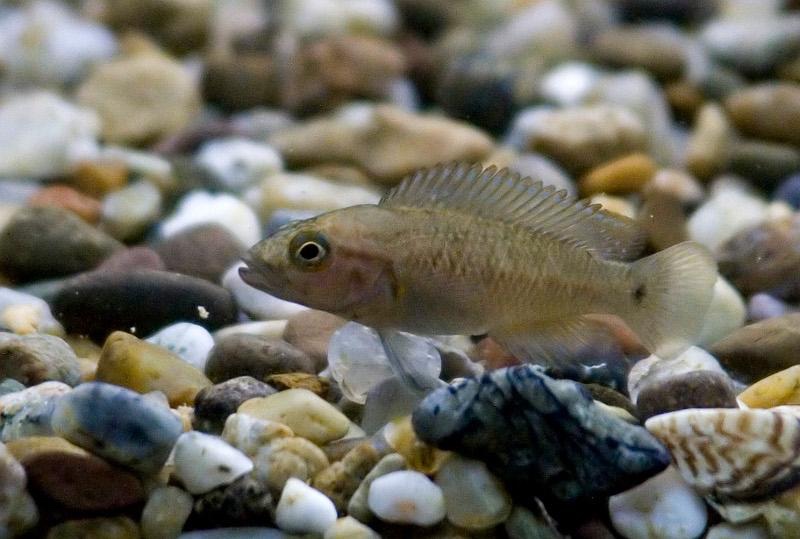 Telmatochromis dhonti